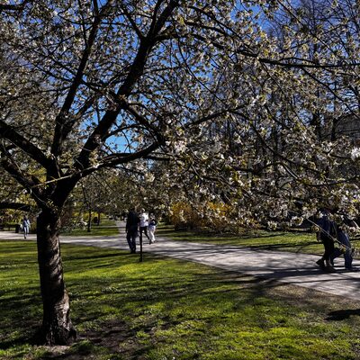 Cherry blossom in Vērmanes dārzs in early May, Riga, Latvia