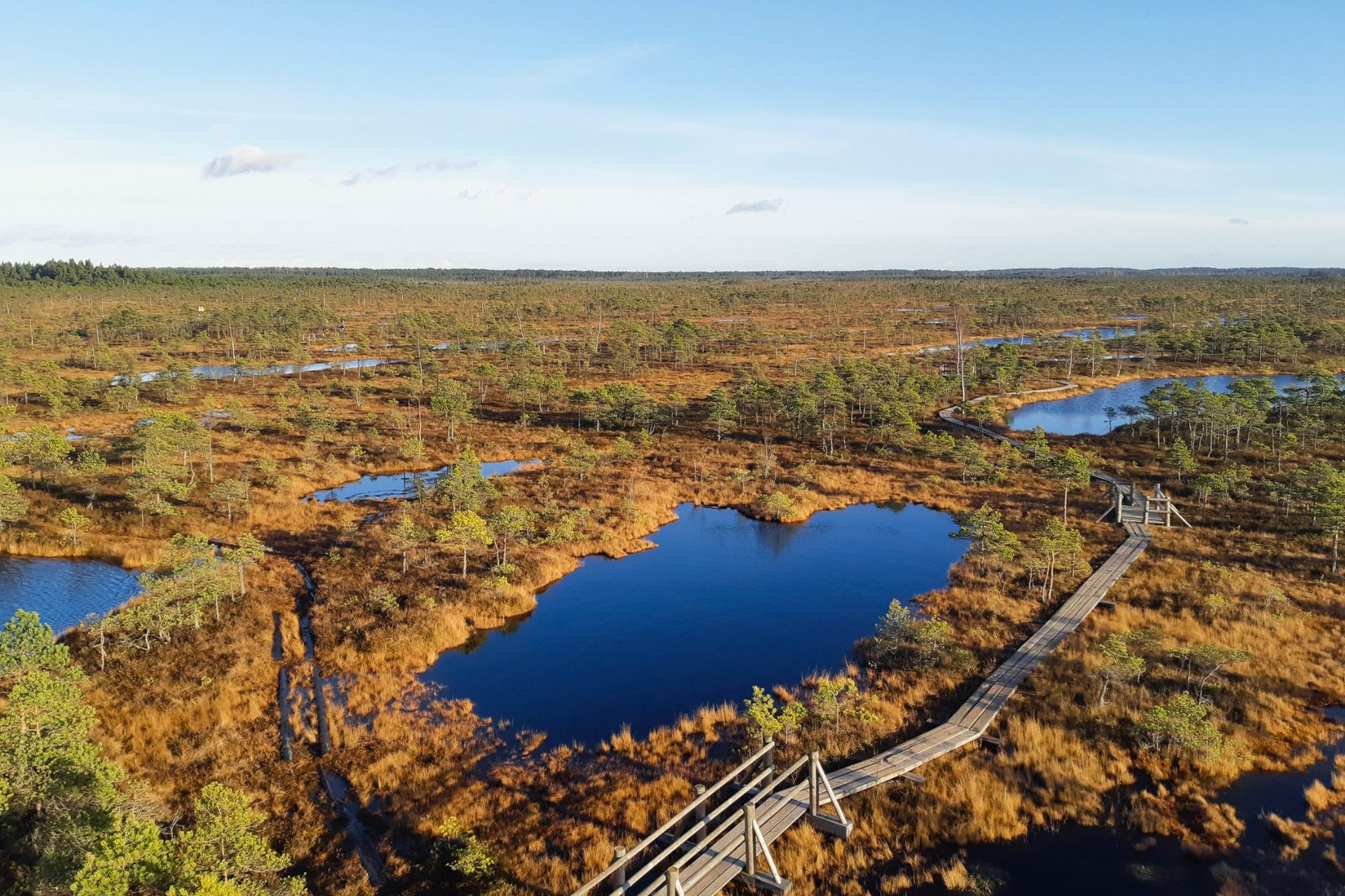 Aerial view of the Ķemeri bog boardwalk winding through autumn-coloured wetlands