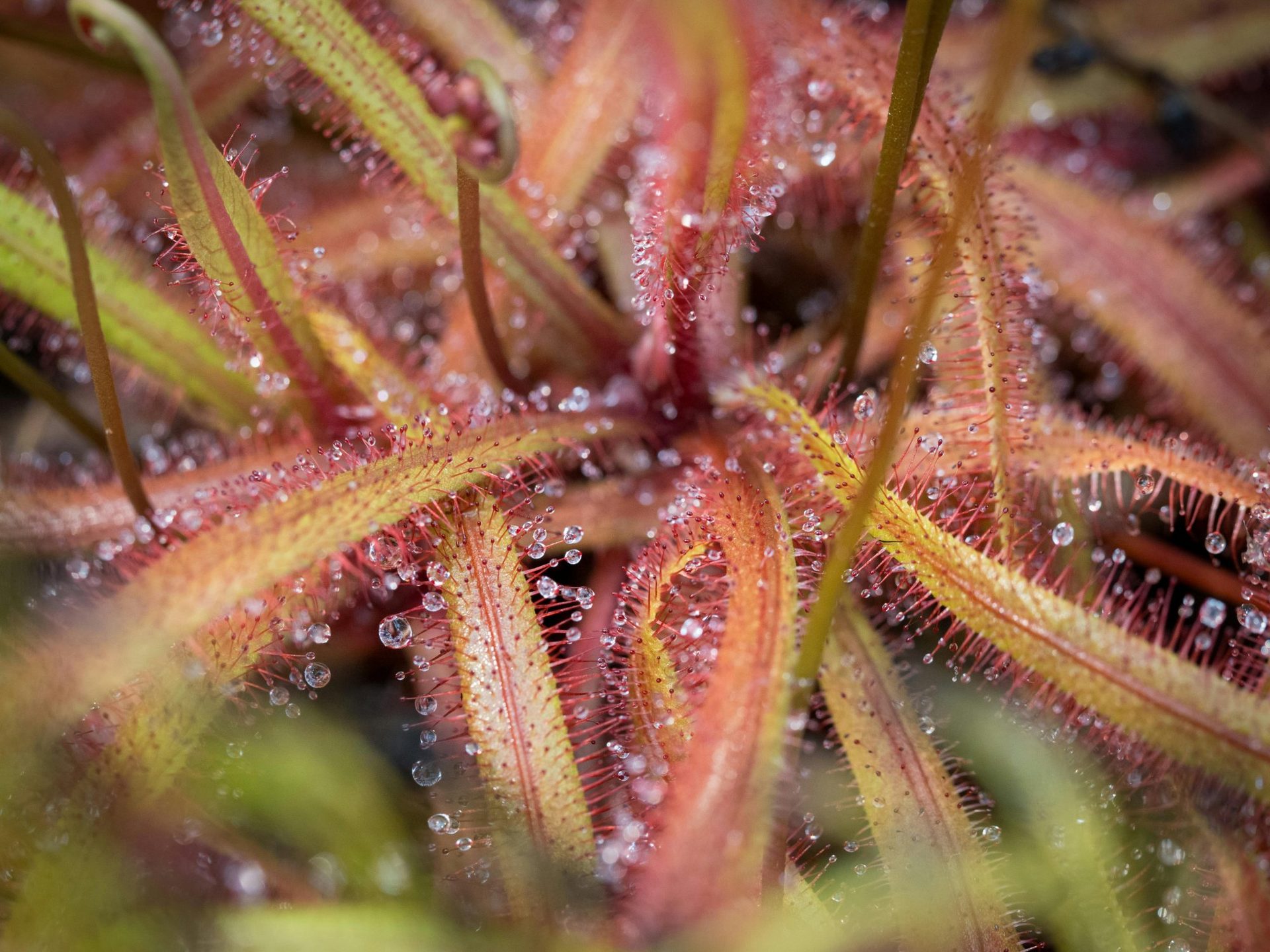 Close-up of carnivorous sundew plants in the Ķemeri bog