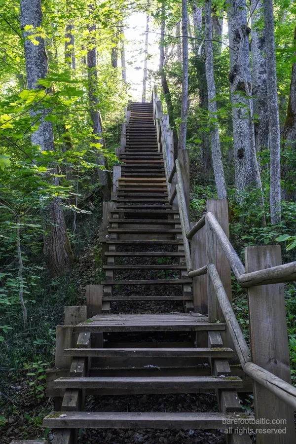 Wooden boardwalk steps descending through the Gauja valley forest in Gauja National Park